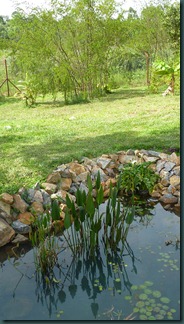 pond and mango trees 018