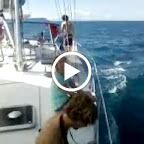 Delphine. gesehen unterwegs nach Ambon