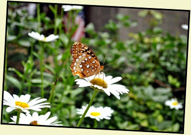 25j2 - Anna Ruby Falls - Trees and Flowers - butterfly closer