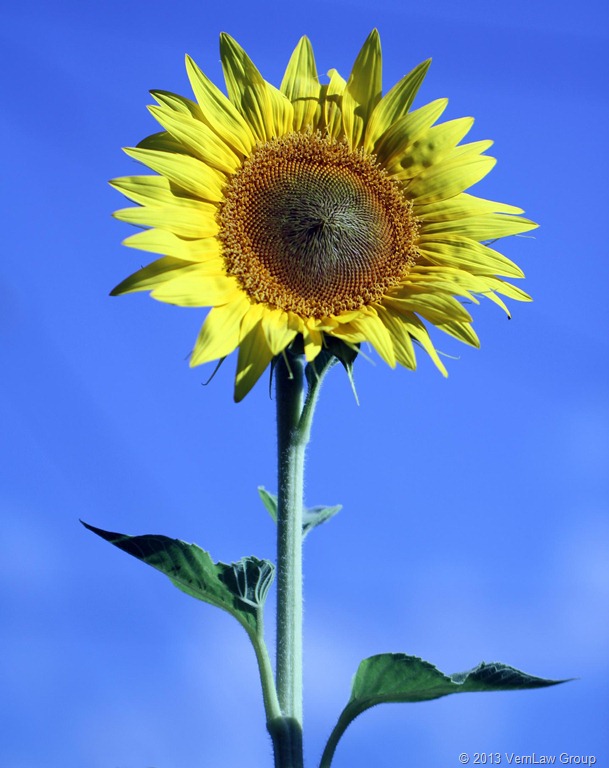 [SunflowerIMG3310%255B7%255D.jpg]
