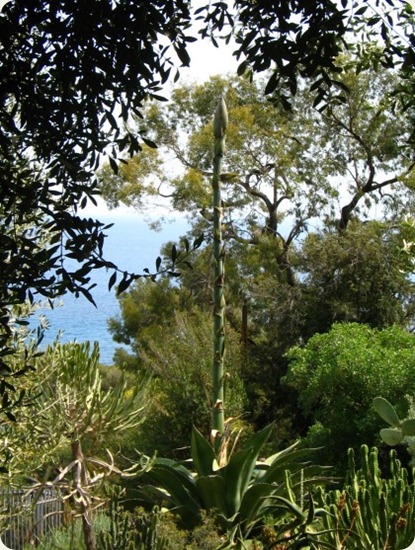 Botanical Gardens Hanbury7 Giardini botanici Hanbury7