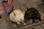 There, there.  You smell so much better.  I envy your fragrance.  I want the same spa treatment!
