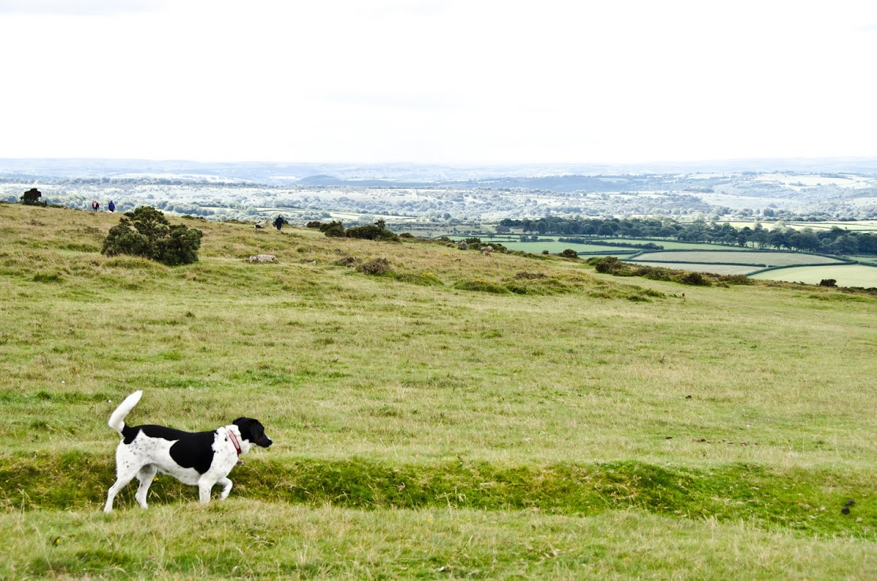 Abby at Dartmoor
