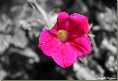 pink flower1