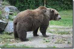 Urso marrom