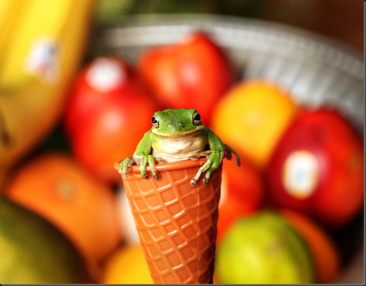 frogcone
