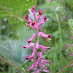 球果紫堇Fumaria officinalis.JPG
