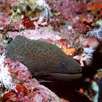 Moray eel