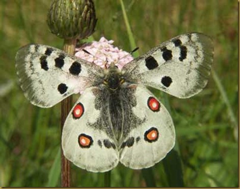 Parnassius Apollo