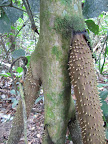 Another jungle walk, another friendly jungle tree.
