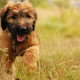 Abi - DSC_0171.jpg
