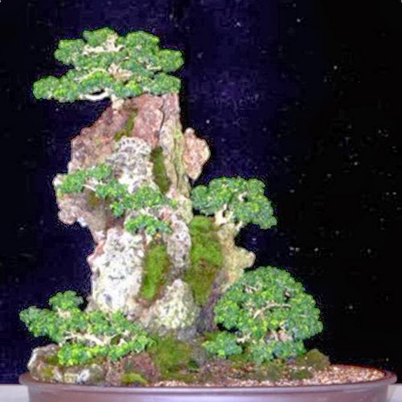 The blog’s top ten most popular posts January 2014 from The Ancient Art of Bonsai.