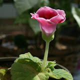 Flowers 5