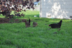  Chicken Gallery