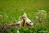 Natura :: Oasi Lipu di Racconigi (TO)