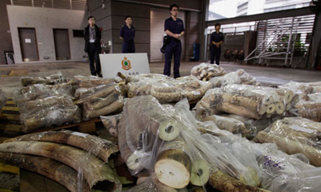 Hong Kong customs officers guard 45 bags of unprocessed ivory, which had been concealed in more than 400 bags of sunflower seeds. They discovered the ivory, taken from over 200 poached elephants, on 15 November 2012. The seizure comes just two weeks after customs officers in Hong Kong discovered almost 4 tons of ivory representing 600 poached elephants. Bobby Yip / Reuters
