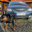 Rottweiler hodowla rottweilerów Toro Negro-010.JPG