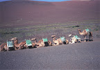Camel caravan