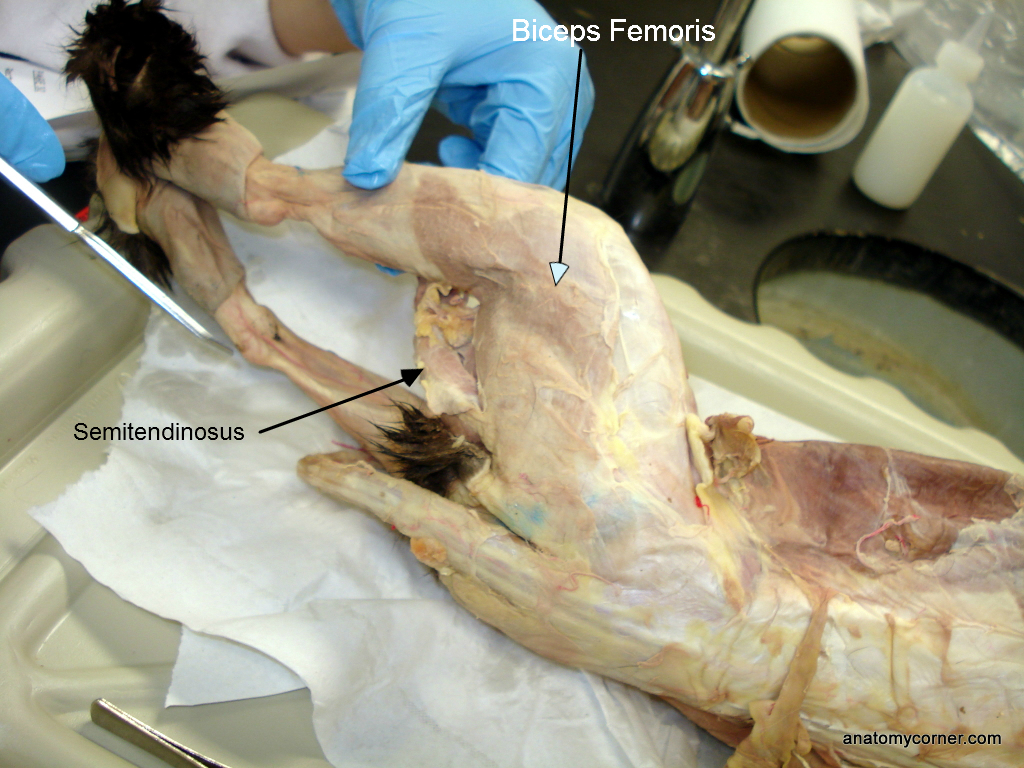semitendinosus_L.JPG