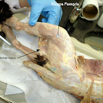semitendinosus_L.JPG