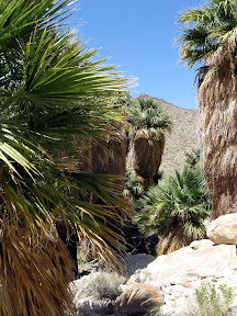 Oasis in the desert