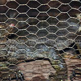 Udumbu at Nayathode 9.JPG