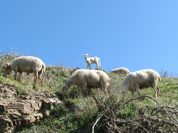Little lamb, aww....
