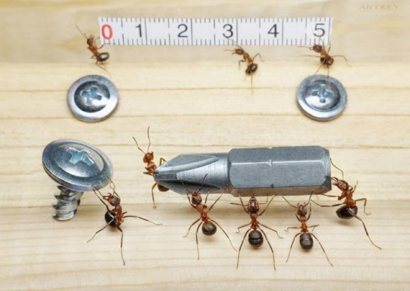 Life-of-Ants-Andrey-Pavlov-29