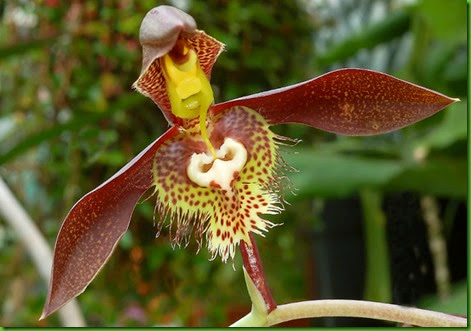 ORQ Catasetum saccatum