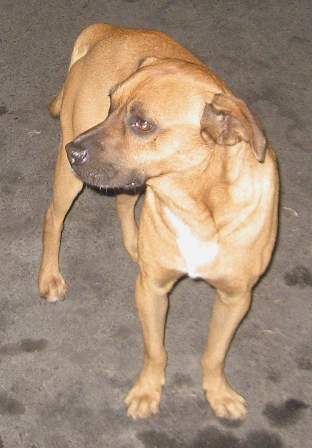 boxer avistado en jesus maria.jpg