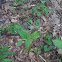 Poison ivy