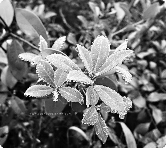 Dew-drops-(bw-1) Dew-drops-(bw-1)