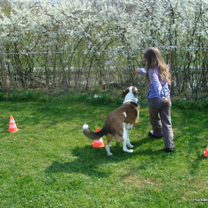 Rallye Obedience