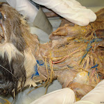 vessels_cat_09.jpg vessels_cat_09.jpg