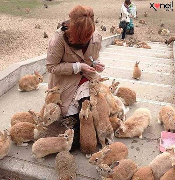 5- Ilha japonesa é dominada por coelhos 5- Ilha japonesa é dominada por coelhos