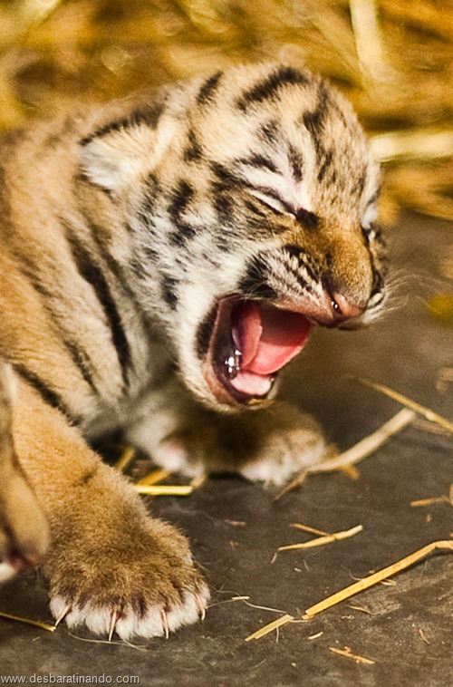 filhotes recem nascidos zoo zoologico desbaratinando animais lindos fofos  (46)