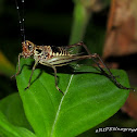 Cricket