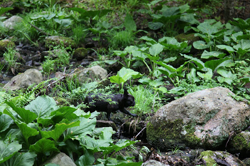 I move with such great stealth and I'm not too worried about predators.