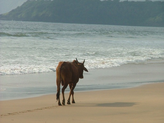 [cow%2520on%2520the%2520beach%255B4%255D.jpg]