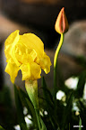 tulipan.jpg