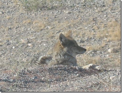 2012-03-10 Lake Mead Coyote Site (8)