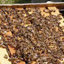 Italian Honey bee