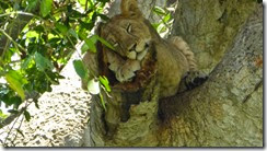 tree climbing lion