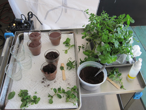 All of my tools for styling the Potted Puddings...fresh mint plants from the Union Square farmer's market made the puddings come to life!