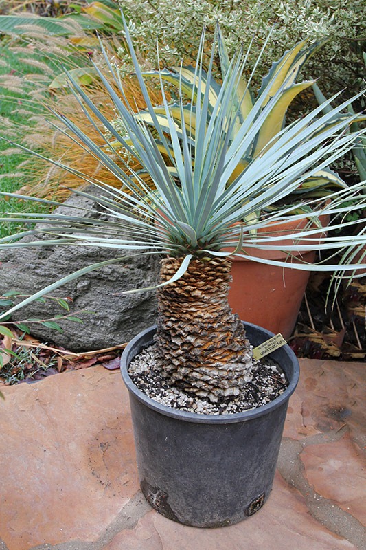 [111120_yucca_rostrata_from_poots%255B6%255D.jpg]