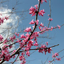 Eastern Red Bud
