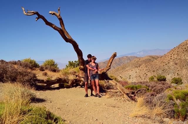 [110928JoshuaTreeNP62.jpg]