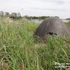 dsc00601.jpg