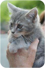 Heaven, Tucson, AZ. I guess my name really says it all! I'm a cute little girl, and I even come covered by 30 days of free pet insurance! Heaven, Tucson, AZ. I guess my name really says it all! I'm a cute little girl, and I even come covered by 30 days of free pet insurance!