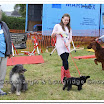 Pet Dogs 006.jpg